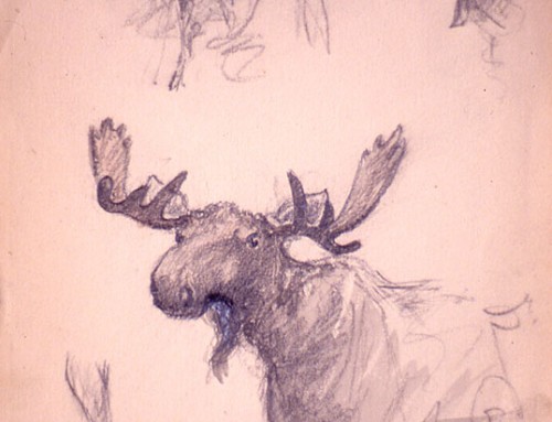 (0294s) Moose – Sketch
